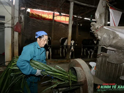 Từ chuồng bò đến cánh đồng xanh: Kinh tế tuần hoàn trong chăn nuôi bò sữa ở Vĩnh Phú