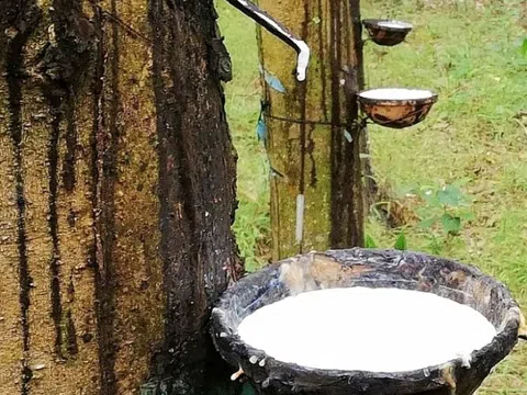 Giá cao su hôm nay 12/3/2026: Giá cao su thế giới điều chỉnh nhẹ