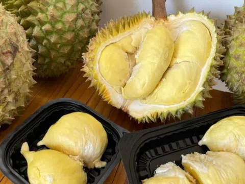 Giá sầu riêng hôm nay 12/3/2026: Sầu riêng Thái giữ đỉnh 175.000 đồng/kg