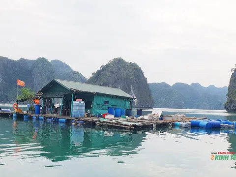 Chuyện những người dành cả thanh xuân giữ rừng ở Vườn quốc gia Cát Bà