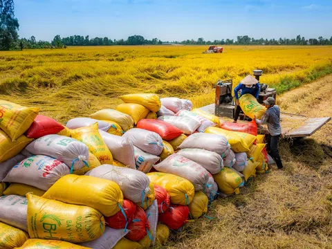 Bảo đảm lợi ích cơ bản cho nông dân qua việc tăng cường thu mua lúa gạo
