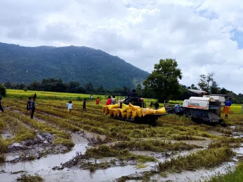 An Giang chọn nông nghiệp sạch làm hướng đi phát triển kinh tế bền vững