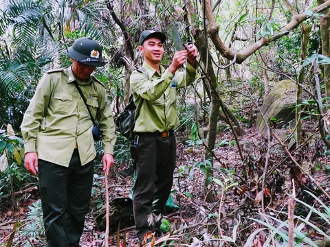 Đà Nẵng: Tăng cường công tác bảo tồn Voọc Chà vá chân nâu ở Sơn Trà