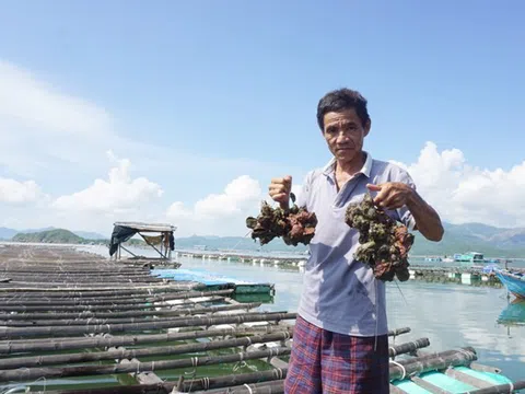 Tôm hùm, hàu chết bất thường tại Khánh Hòa