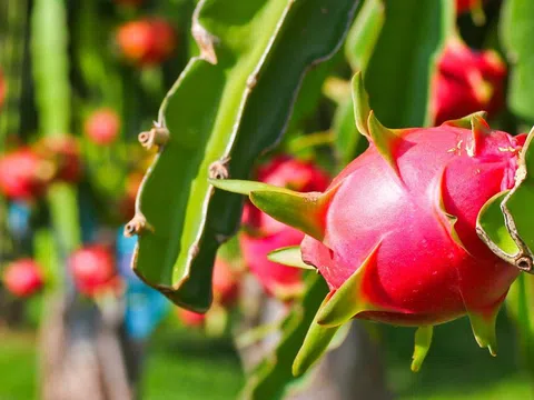 Cuộc đua trồng thanh long dừng lại, người nông dân bỏ cuộc