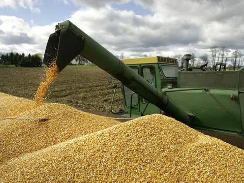 Việt Nam đã chi hơn 5 tỷ USD để nhập khẩu ngô, lúa mì và đậu nành