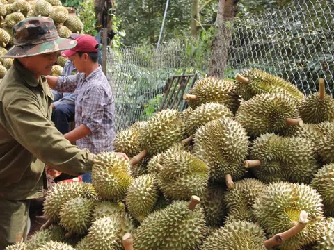 Một năm sầu riêng “đại thắng” dù xuất khẩu tỷ đô vẫn ngổn ngang chưa hết mối lo