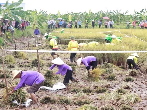 Bất ngờ khi nông dân lãi gần 700 triệu đồng mỗi ha trồng lúa