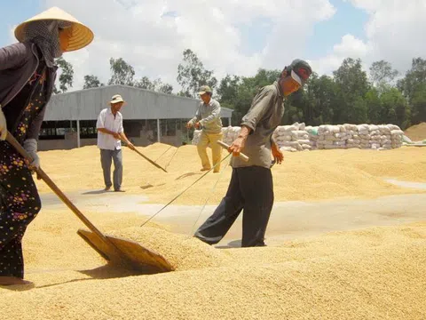 Vì sao là cường quốc xuất khẩu, lúa gạo Việt vẫn bấp bênh?