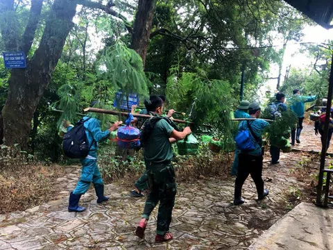 Giữ lại màu xanh cho loài cây quý hiếm trên đỉnh non thiêng Yên Tử