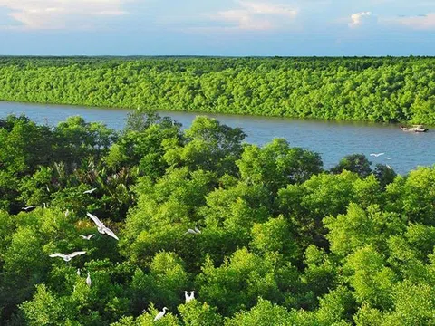 Phục hồi hơn 4.000ha rừng ngập mặn tạo bức tường xanh vững chãi trước biến đổi khí hậu