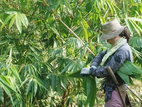 Lá cây từng bỏ đi giờ thành hàng quý xuất khẩu triệu đô