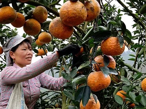 Nâng chất nông sản, tỉnh Tuyên Quang đã mở toang cánh cửa xuất khẩu