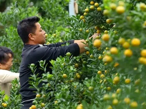 'Thủ phủ' quất cảnh hối hả chăm vụ Tết lộ bí quyết đón 'thời điểm vàng'