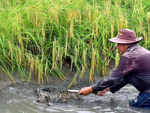 Lợi ích kép từ lúa thơm tôm sạch, nông dân hào hứng mở rộng diện tích