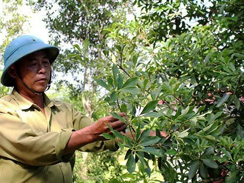 Từ cây mọc tự nhiên, cây hồi hữu cơ ở Lạng Sơn mỗi năm đem về doanh thu nghìn tỷ