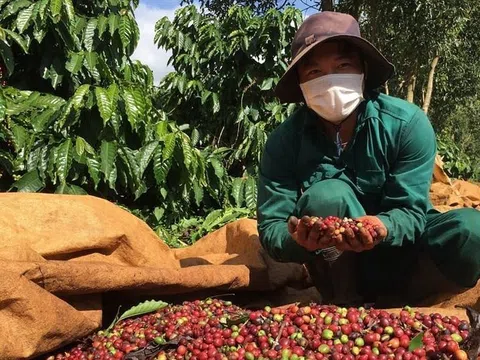 Cà phê lĩnh ấn tiên phong đưa kim ngạch xuất khẩu nông sản Gia Lai đạt 680 triệu USD