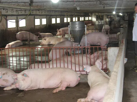 Nghịch lý thị trường thịt lợn: Người bán cười người nuôi 'khóc'