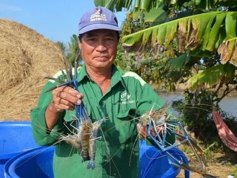 Trăn trở mùa tôm, nơi hồ hởi thu hoạch nơi ngậm ngùi 'treo' ao