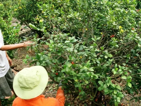 Làng mai trăm tuổi ngổn ngang nỗi lo vụ tết, tìm giải pháp kích cầu mai vàng