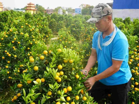 Chỉ cần kéo và dây buộc có thu nhập 60 triệu mỗi tháng nhờ tài tạo dáng quất cảnh