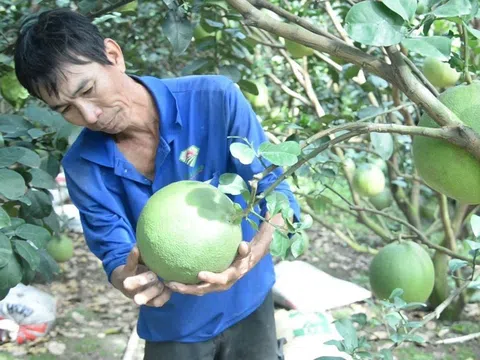 'Thủ phủ' cây ăn quả hối hả chăm vụ tết dự báo cung cấp gần 100 nghìn tấn trái đặc sản