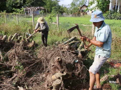 Biến gốc tre thành sản phẩm mỹ nghệ vừa có thu nhập cao và thu hút du khách