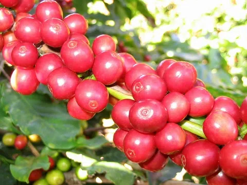 Các nhà nhập khẩu 'đổ xô' về Việt Nam đẩy giá cà phê xuất khẩu tăng kỷ lục