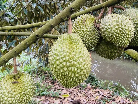 Lo hạn mặn, nông dân Tiền Giang tìm cách 'cứu' vườn sầu riêng