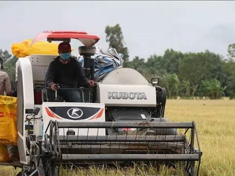 Vụ Thu Đông được mùa giá cao, nông dân Trà Vinh thu lãi 35 triệu đồng/ha