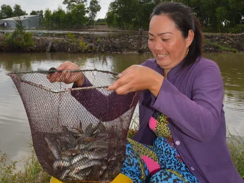 Loại cá dân ăn lẩu mê tít giá tăng vọt, thương lái ồ ạt thu gom