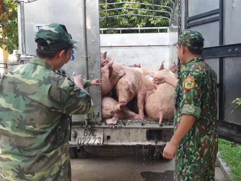 Giá heo xuống thấp, gần tết lại nóng chuyện heo nhập lậu, người chăn nuôi kiến nghị khẩn