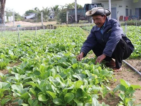 Nông dân 'thủ phủ' rau Ninh Thuận lo lắng vì giá rau vụ Tết bấp bênh