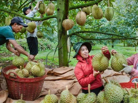 Sầu riêng Việt 'đổ bộ' chiếm ưu thế trước sầu riêng Thái Lan tại thị trường Trung Quốc