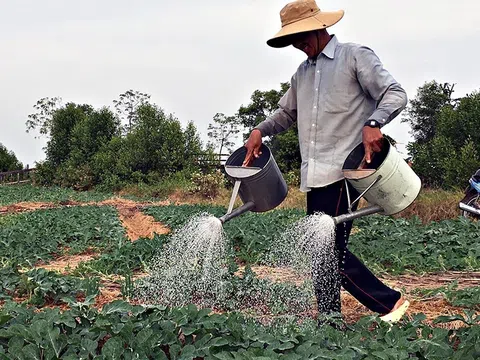 Canh tác thông minh trồng dưa hấu trên đất mặn, tết này thu lớn vì trúng mùa