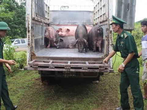 Bộ Nông nghiệp đề nghị 3 Bộ phối hợp ngăn chặn buôn lậu gia súc, gia cầm qua biên giới