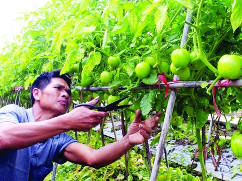 Nông nghiệp thông minh cần đẩy mạnh ứng dụng công nghệ mới để đón đầu xu thế