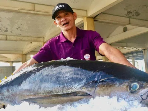 Đầu năm đánh bắt cá ngừ khởi sắc kỳ vọng giữ vị thế 'con cá tỷ đô' xuất khẩu