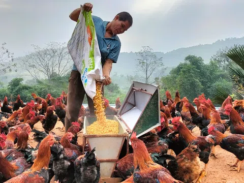 Nông dân vùng cao với tuyệt chiêu nuôi gà 'thái giám' tết đến lại cháy hàng