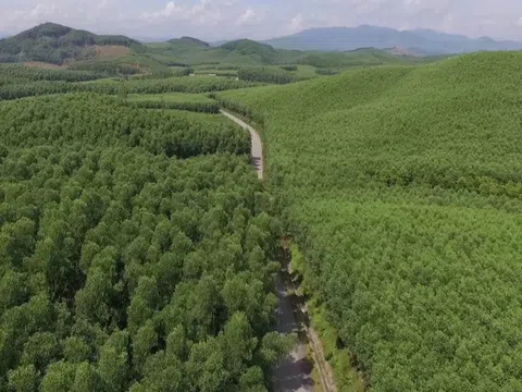 Huy động gần 9.500 tỉ đồng trồng cây xanh, Việt Nam đạt tỷ lệ che phủ rừng trên 42%