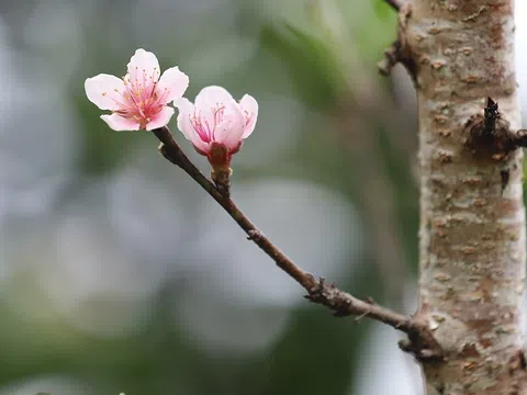 'Thủ phủ' đào rừng náo nhiệt non cao, nhà vườn thu tiền tỷ vụ Tết