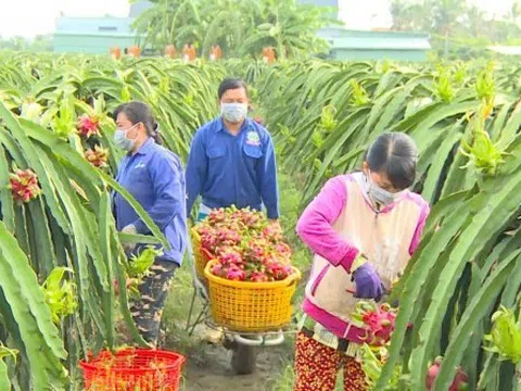 Tiền Giang tự tin đưa thanh long ruột đỏ lên vùng hạn mặn nâng chất tạo vị thế xuất khẩu