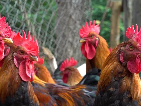 Thắng lớn nhờ nuôi gà trống cựa bán dịp Tết