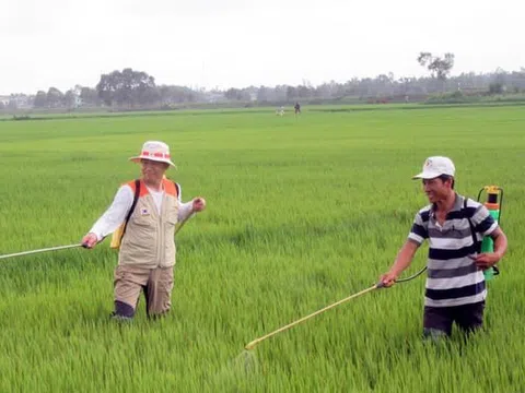 Cánh tác lúa '3 không' bằng thảo dược nông dân hồ hởi thu 'trái ngọt'