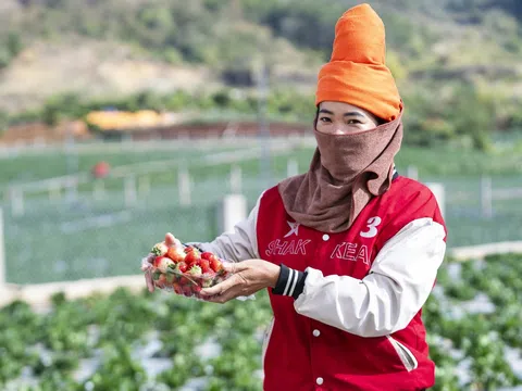 Giáp Tết lên vùng cao ngắm vườn dâu tây chín đỏ, mỗi héc ta thu tới 1 tỷ đồng