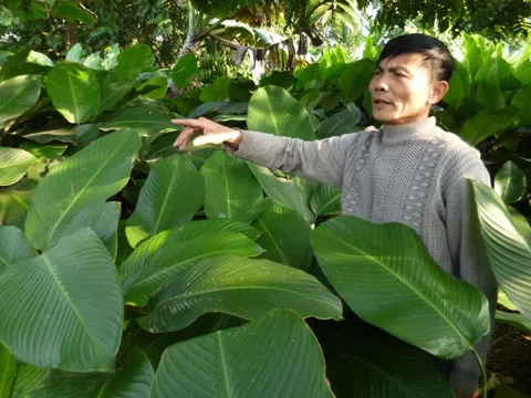 Một xã trồng lá dong gói bánh chưng thu 7 tỷ/năm và xuất khẩu sang châu Âu