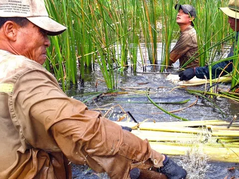 Cây mọc dại bất ngờ trở thành rau siêu sạch giúp nông dân vùng U Minh hạ kiếm bộn tiền