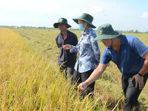 'Chuyên nghiệp hóa ngành hàng lúa gạo' từ Đề án 1 triệu héc ta lúa chất lượng cao
