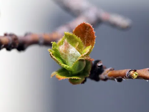 Tết là ngày trở về