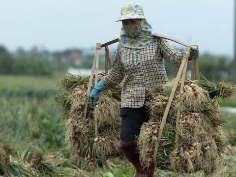 Kết thúc kỳ nghỉ Tết, nhà nông hồ hởi xuống đồng